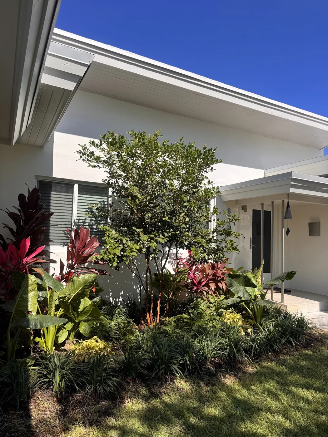 New specimen palms being installed on a Calderon Elder landscape design build