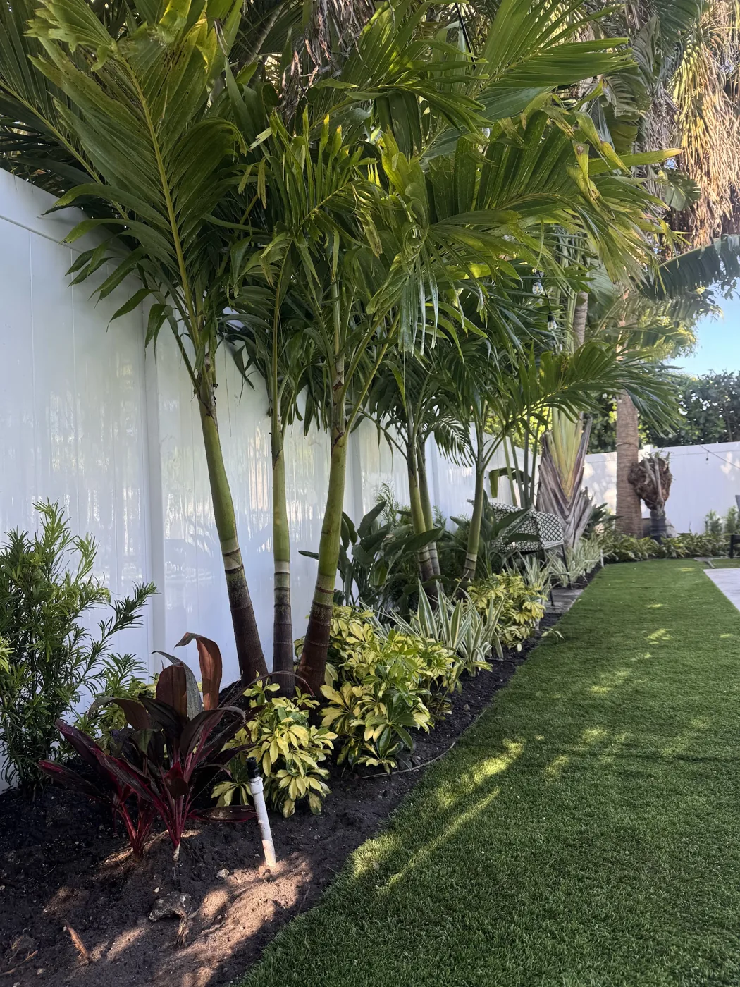 Tropical palm and croton garden bed along a white wall