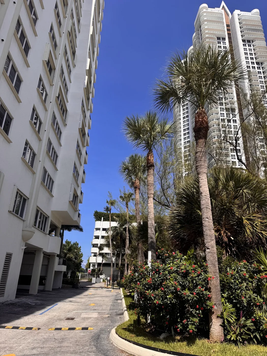 Palm-lined street of luxury properties maintained by Calderon Elder Landscaping