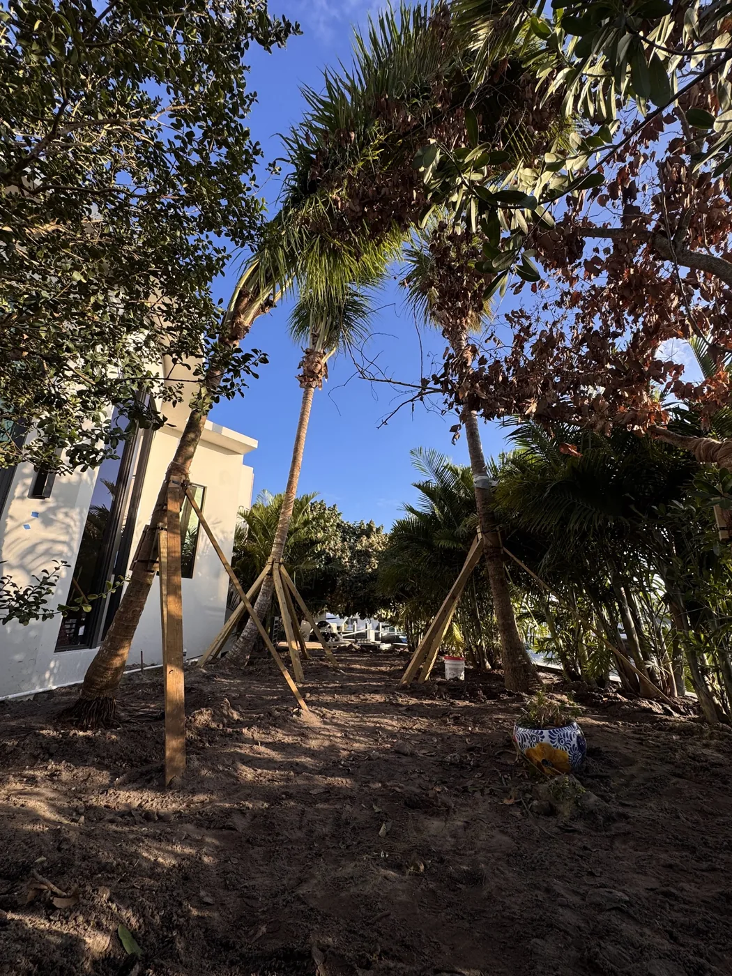 Home-grown specimen palms at the Calderon Elder nursery