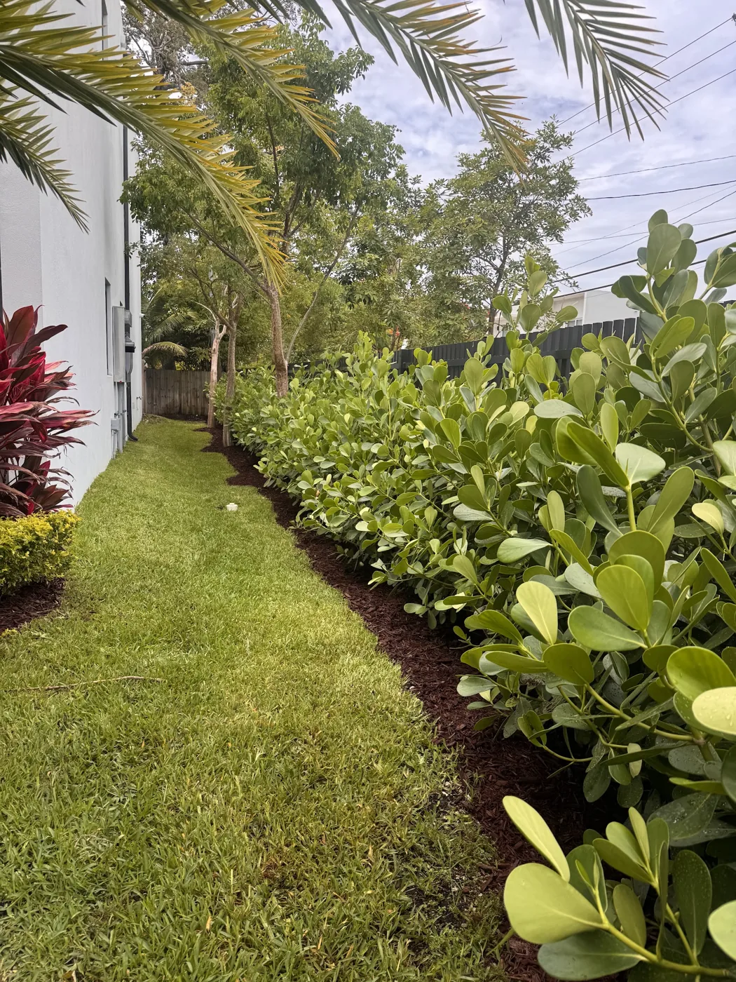 Clusia privacy hedge material grown at the nursery