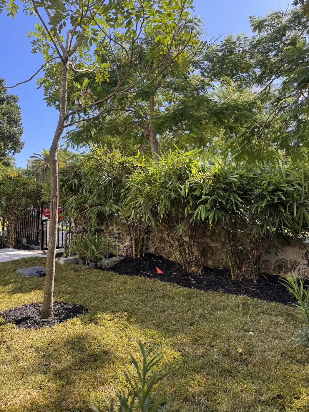 Tall green privacy hedge lining a walkway at a modern South Florida home