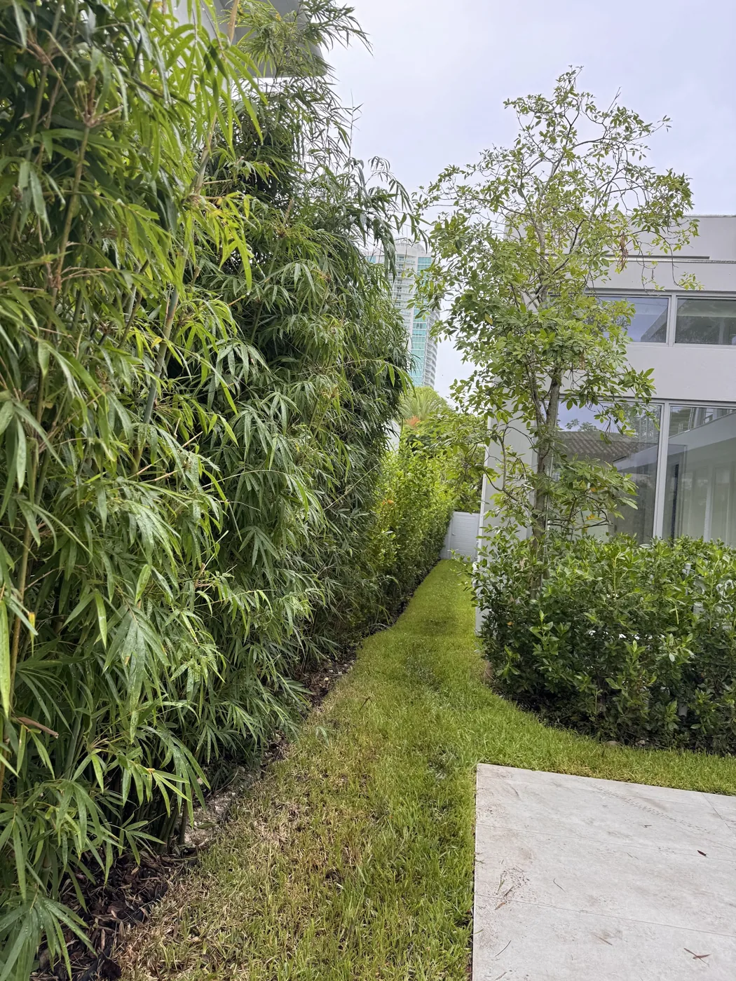 Mature tropical tree canopy providing natural privacy and shade