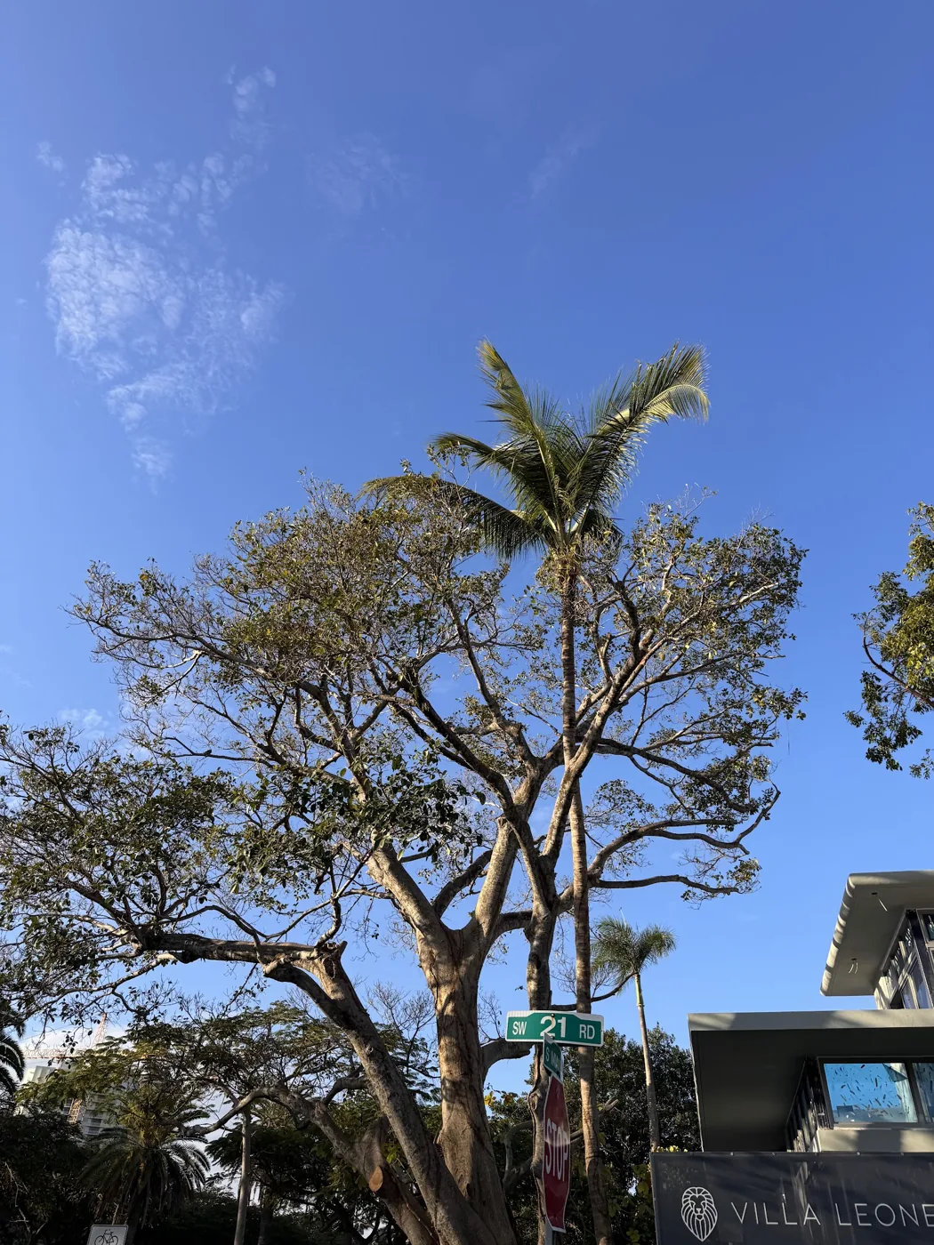Large tree being professionally trimmed by the Calderon Elder crew