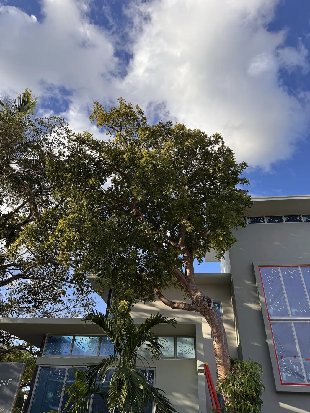Mature shade tree canopy maintained by Calderon Elder Landscaping