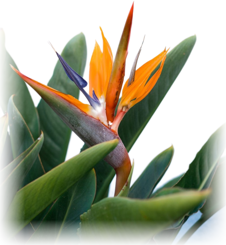 Bird of paradise flower