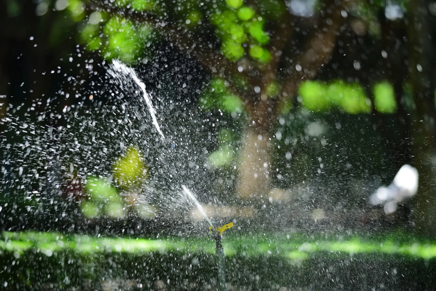 Irrigation sprinkler watering a healthy tropical lawn at golden hour
