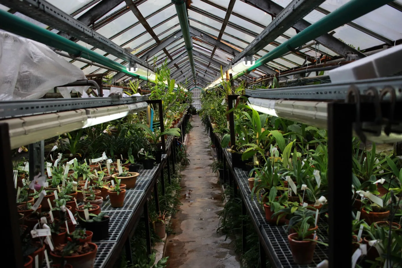 Rows of home-grown tropical plants inside Calderon's nursery